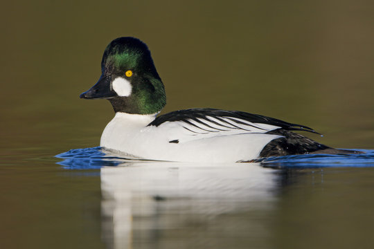 A male Common Goldeneye (Bucephala clangula) in Victoria, British Columbia, Canada.