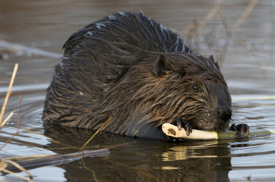 Beaver (Castor canadensis) sitting in pond feeding on aspen tree branch, Ontario, Canada