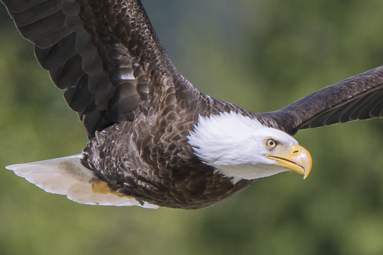 Bald eagle in flight, British Columbia, Canada