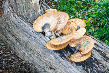Polyporus squamosus. Poliporos escamosos, sobre tronco de Sauce.