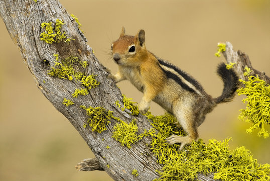 Golden mantled Ground Squirrel, Vancouver Island, British Columbia, Canada.