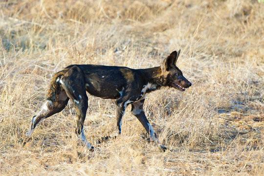 African wild dog (Lycaon pictus) hunting, Samburu National Park, Kenya, East Africa