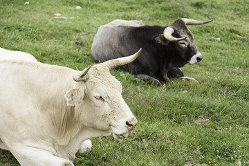 Bulls bullfighting park
