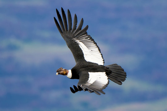 Adult male Andean condor (Vultur gryphus), Torres del Paine National Park, southern Patagonia, Chile