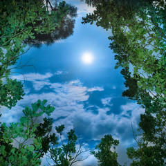 Fototapeta premium Moon through tree leaves