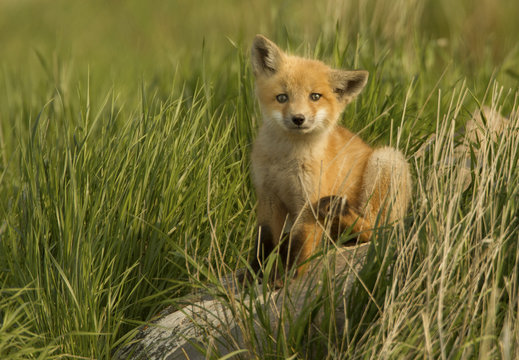 Red fox pup sitting in grass, Canada
