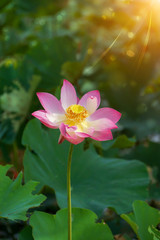 Beautiful lotus