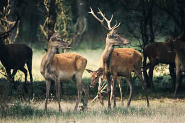 Naklejka na ściany i meble Deer herd in the forest