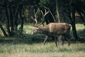 Red deer