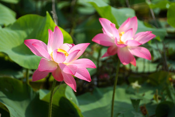 Beautiful lotus