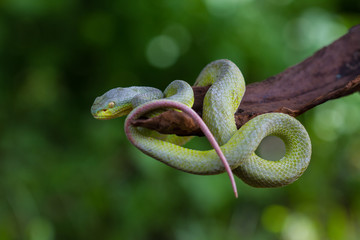 Close up Yellow-lipped Green Pit Viper snake