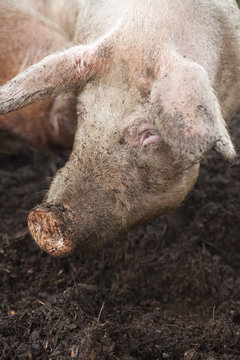 Pigs in a barnyard, Saanich Peninsula, BC, Canada