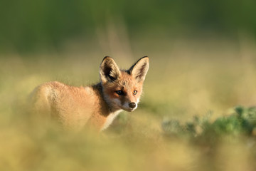 red fox kit. red fox puppy. baby animal.