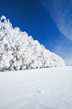 hoarfrost on trees in shelter belt, near Cooks Creek, Manitoba, Canada