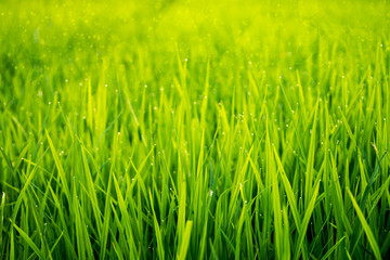 Fototapeta na wymiar rice leaf in rice field