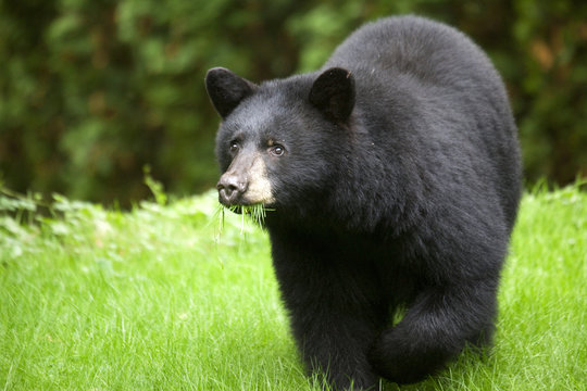 North American Black Bear ( Ursus americanas ) Eating Grass, Omnivore, Roberts Creek, Sunshine Coast, B.C., Canada