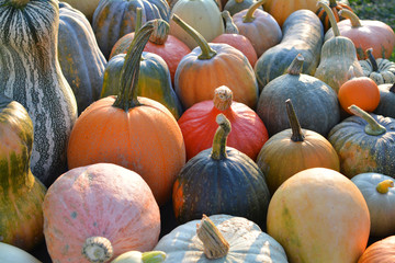 Pumpkin and winter squash varieties