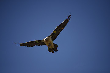 Obraz premium Bartgeier/Lämmergeier