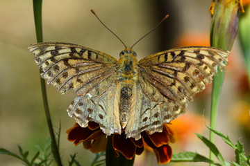Autumn Butterfly