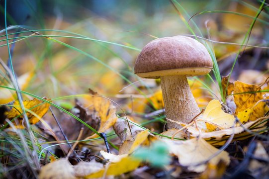 Young rough-stemmed bolete mushroom in the autumn pine forest