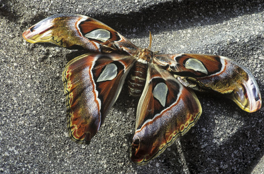 Giant Atlas Moth, British Columbia, Canada.