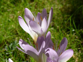 Obraz premium crocus
