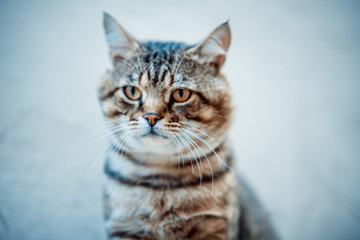 Obraz premium French look