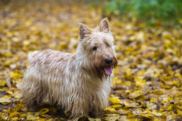 Beautiful Scottish Terrier dog standing on the yellow foliage in