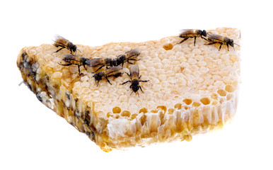 honey bees on white background