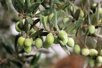 Branche  d'olivier
