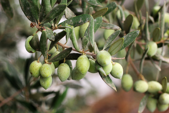 Branche  d'olivier