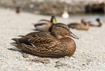 A female duck amongst a team of ducks, with a shallow depth of field.