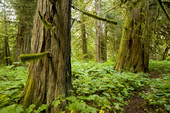 Old-growth cedars (Thuja plicata) in Snootli Regional Park, Bella Coola, British Columbia