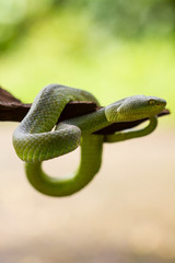 Close up Yellow-lipped Green Pit Viper snake