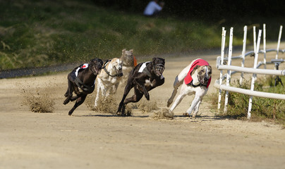Greyhound dogs racing on sand track