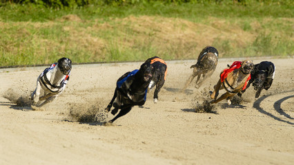 Greyhound dogs racing on sand track