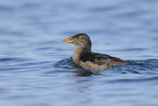 Rhinoceros Auklet (Cerorhinca monocerata) off Oak Bay waterfront - Victoria BC, Canada