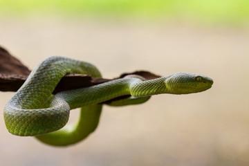 Close up Yellow-lipped Green Pit Viper snake