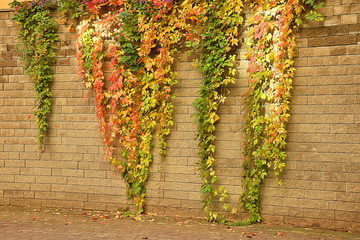 climbing plant with red leaves in autumn on the stone wall