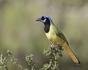 Obraz premium Green Jay Perched on stump