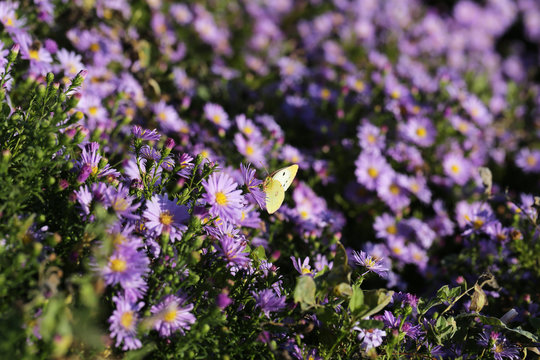 Fototapeta Autumn purple flowers