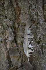 eine zerzauste vogelfeder liegt auf kieferrinde