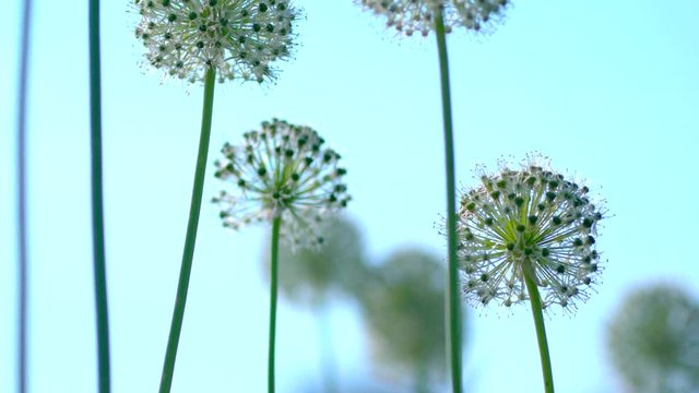 Beautiful White Allium circular globe shaped flowers blow in the wind