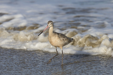 Marbled Godwitt on California Coast