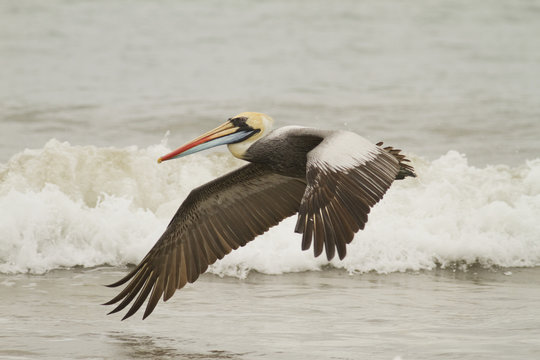 Peruvian Pelican, Pelecanus thagusm, Isla del Plato, Ecuador