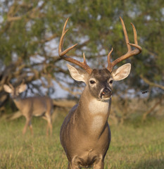 Texas White-tailed deer buck
