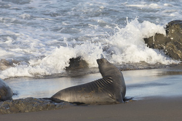 Young Elephant Seal on California Beech