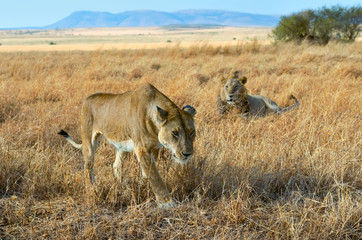 Lion and lioness couple in savannah, Africa, Masai Mara national park in Kenya
