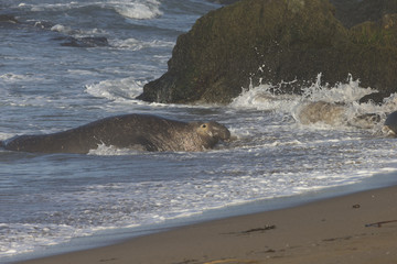 Large Bull Elephant Seal on California Beach