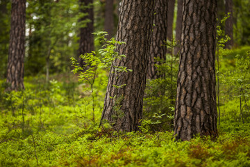 Forest in Sweden